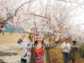 第二十屆北京桃花節(jié)開(kāi)幕