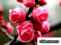 梅花