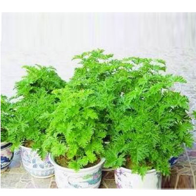 驅(qū)蚊草