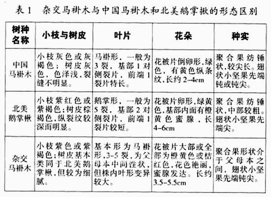 中國馬褂木、北美鵝掌楸及雜交馬褂木的形態區別