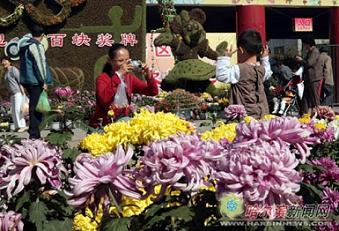 哈爾濱：菊花展接待游客35萬(wàn)創(chuàng)歷屆新高(圖)