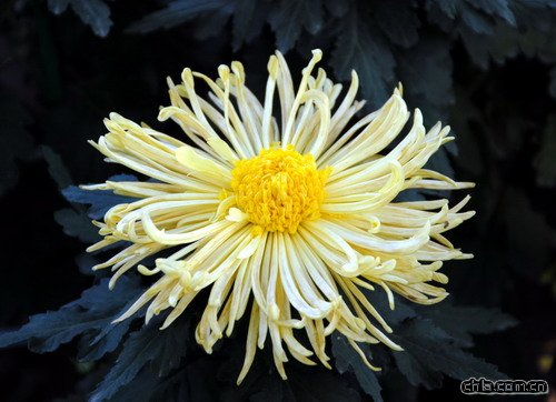 陳毅《秋菊》