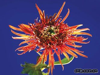 上海:金秋都市森林菊花展進(jìn)入最佳賞花期(組圖)