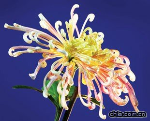 上海:金秋都市森林菊花展進(jìn)入最佳賞花期(組圖)