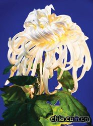 上海:金秋都市森林菊花展進(jìn)入最佳賞花期(組圖)