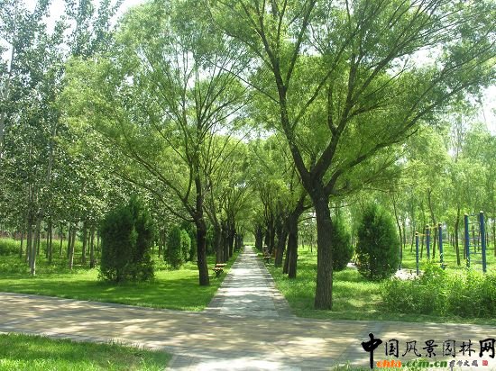 樹(shù)影婆娑