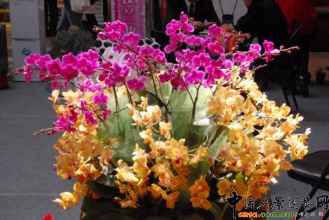 高清組圖：第12屆花卉園藝展上的美麗花草