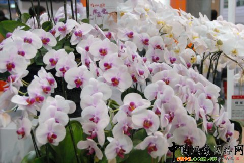 高清組圖：第12屆花卉園藝展上的美麗花草