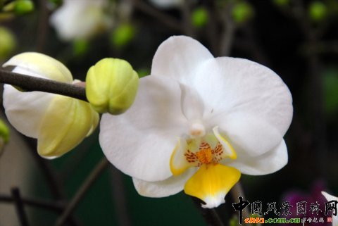高清組圖：第12屆花卉園藝展上的美麗花草