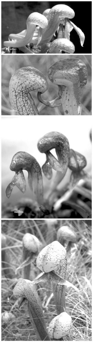 蛇 植物 蛇鞭菊