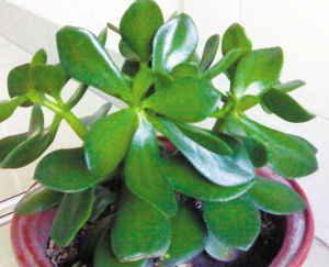 園藝師 室內養(yǎng)花 觀賞植物 