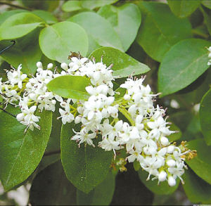 園藝師 室內養(yǎng)花 觀賞植物 