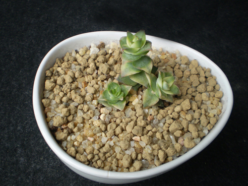 多肉植物 星乙女錦 青鎖龍屬