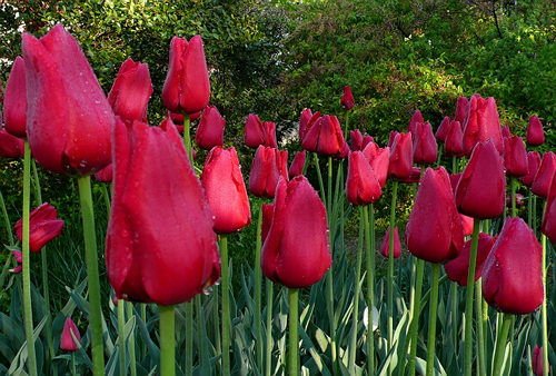 郁金香 單瓣型 花卉