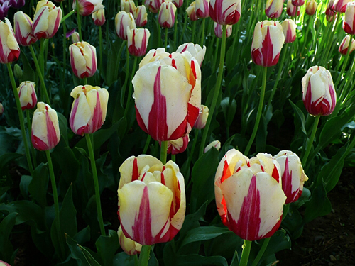 郁金香 單瓣型 花卉