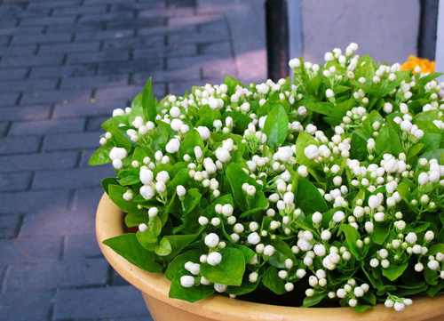 夏日 花卉 茉莉