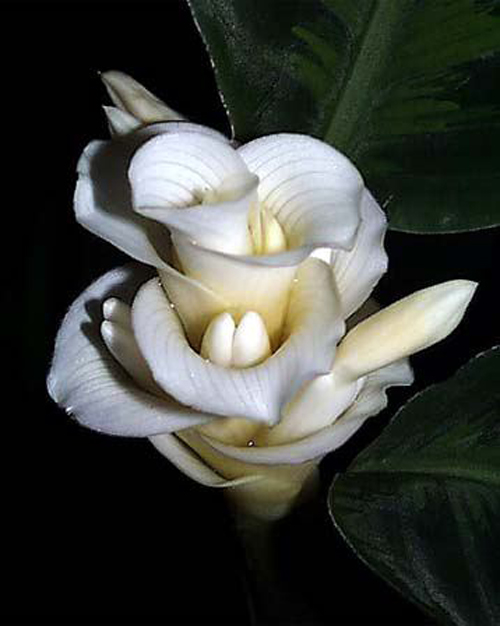 瓦氏肖竹芋 花卉 擬態(tài)