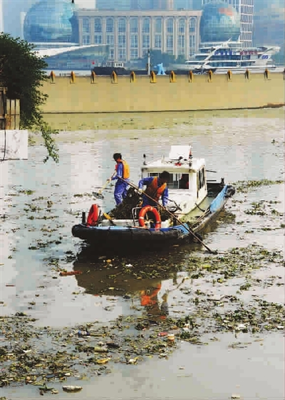 景觀水域水葫蘆