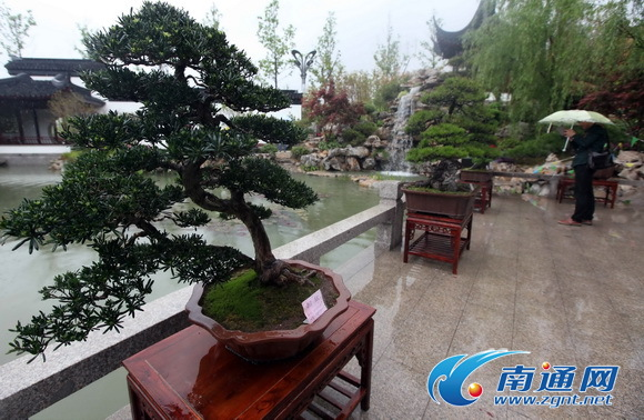 世界園藝博覽會(huì)青島亮相 通派盆景成江蘇館“鎮(zhèn)館之寶”
