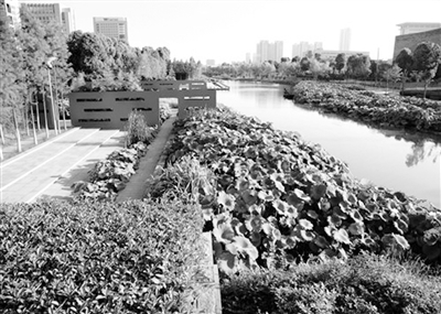 城市景觀 景觀設(shè)計(jì) 景觀設(shè)計(jì)師 水景設(shè)計(jì)