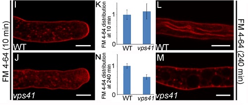 北京大學瞿禮嘉研究組發(fā)現(xiàn)植物雌雄互作調(diào)控新機制