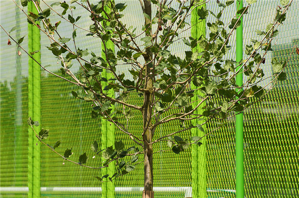 瑞士：蘇黎世Heerenschürli體育公園