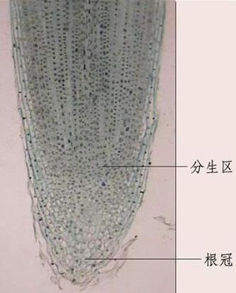 英國科學家發(fā)現(xiàn)已知最古老植物根尖干細胞群