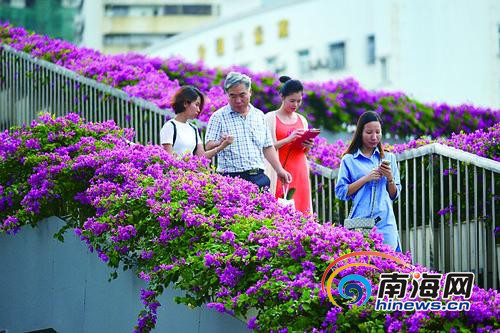 海口“最美天橋”開(kāi)滿(mǎn)三角梅花