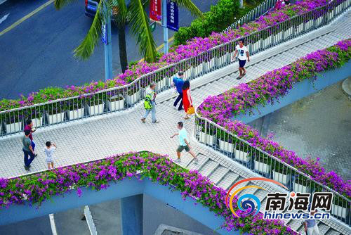 ?？凇白蠲捞鞓颉遍_(kāi)滿(mǎn)三角梅花