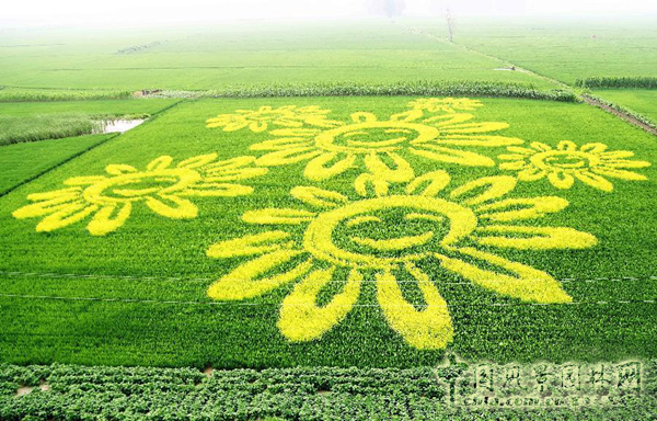 無錫明申農(nóng)業(yè)特色品種黃金枸骨，圓彩化中國的夢