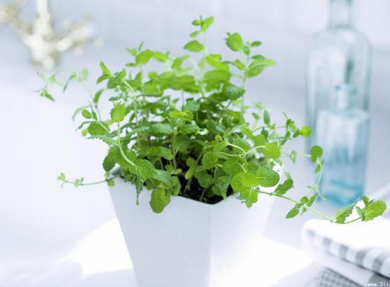 日常簡單的植物養護知識