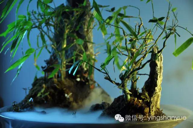 墨爻盆景作品:家鄉美景——《漢上夢溪》