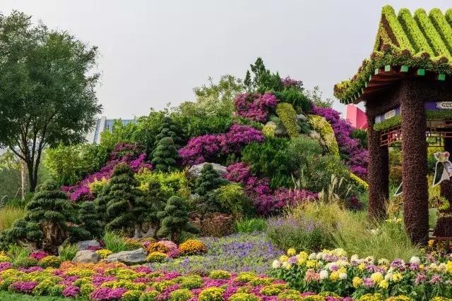 北京花木公司：圓滿(mǎn)完成唐山世園會(huì)國(guó)際精品菊花展工作
