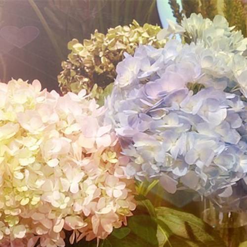 請(qǐng)您欣賞：美麗的球形花卉