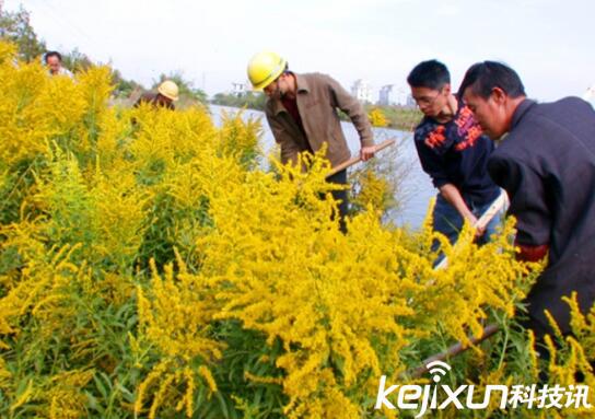 植物知識(shí)：中國入侵植物盤點(diǎn)