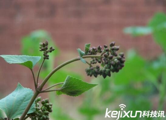 植物知識(shí)：中國入侵植物盤點(diǎn)