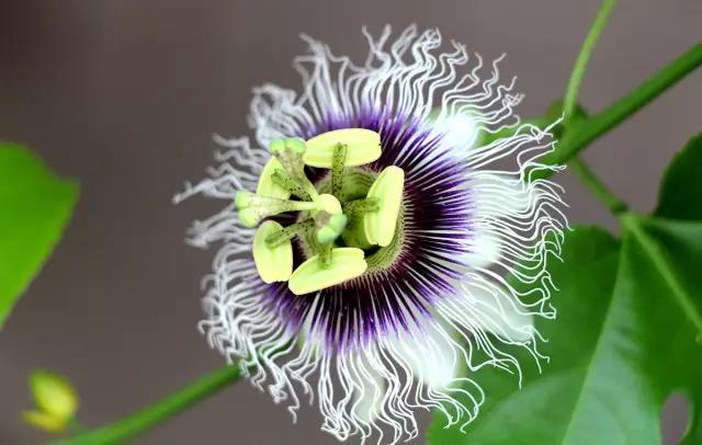 這些以“雞”為名的植物你認(rèn)識幾個(gè)？