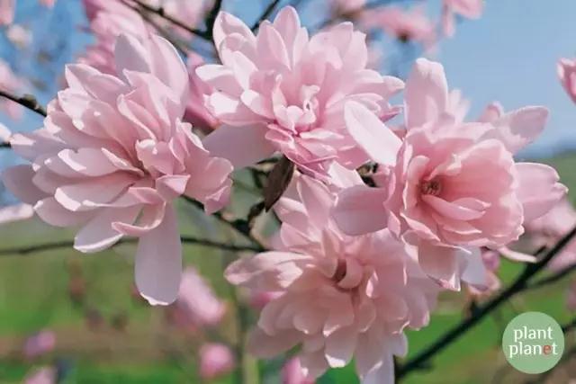 六種你不能錯(cuò)過的早春開花的最美灌木