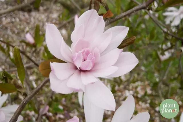 六種你不能錯(cuò)過的早春開花的最美灌木