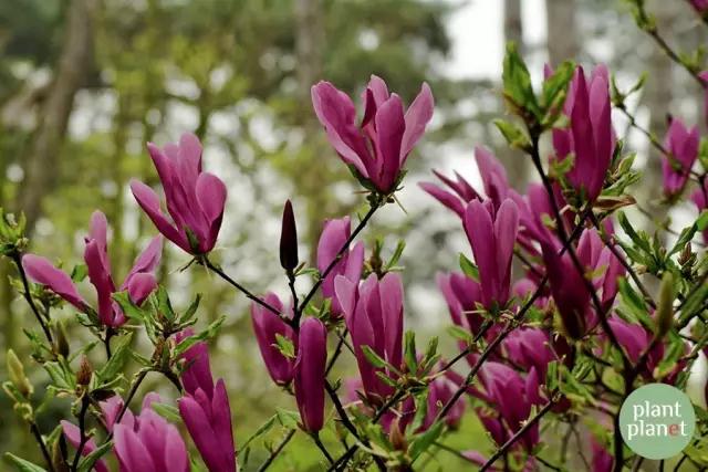 六種你不能錯(cuò)過的早春開花的最美灌木