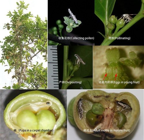 華南植物園植物和昆蟲(chóng)間共生機(jī)制的研究進(jìn)展