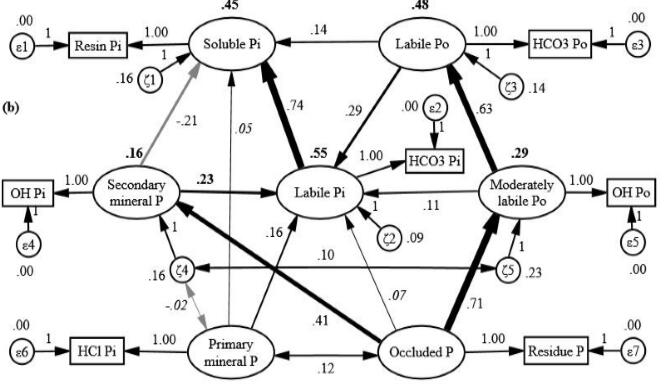 森林土壤磷形態(tài)分級(jí)、轉(zhuǎn)化及調(diào)控研究獲進(jìn)展
