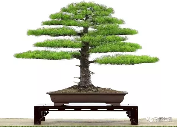 盆景知識：栽培與養(yǎng)護(hù)的九個要素
