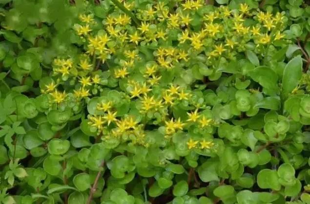 認識植物：這些常見的園林植物你認識嗎？