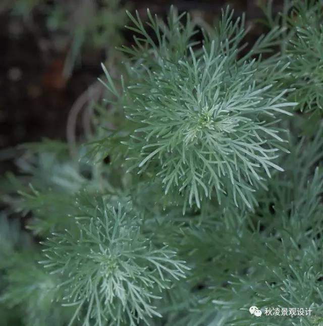 認識植物：這些常見的園林植物你認識嗎？