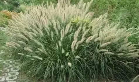 認(rèn)識(shí)植物：這些常見的園林植物你認(rèn)識(shí)嗎？