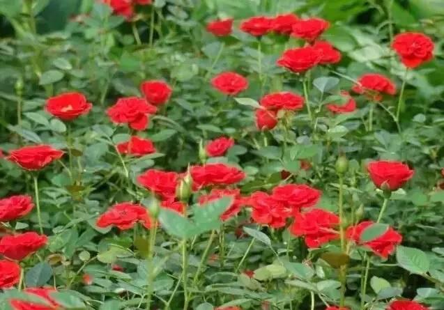 認識植物：這些常見的園林植物你認識嗎？