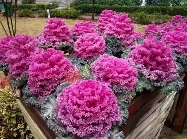 認識植物：這些常見的園林植物你認識嗎？