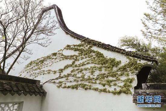 在紐約寄興園體驗(yàn)中國園林之美