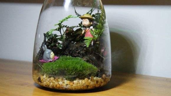 自己動手制作玻璃植物景觀